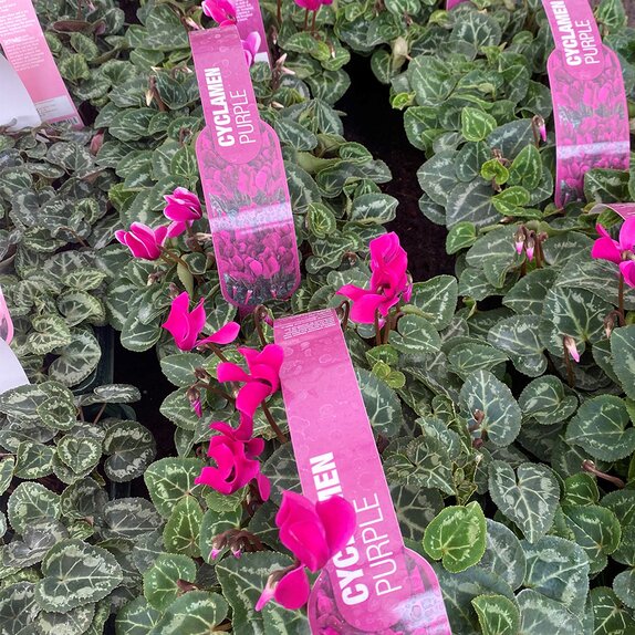 Cyclamen Purple 6 pack