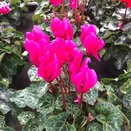 Cyclamen Purple