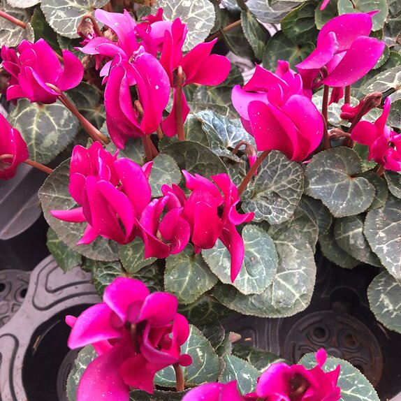 Cyclamen Purple 9cm pot