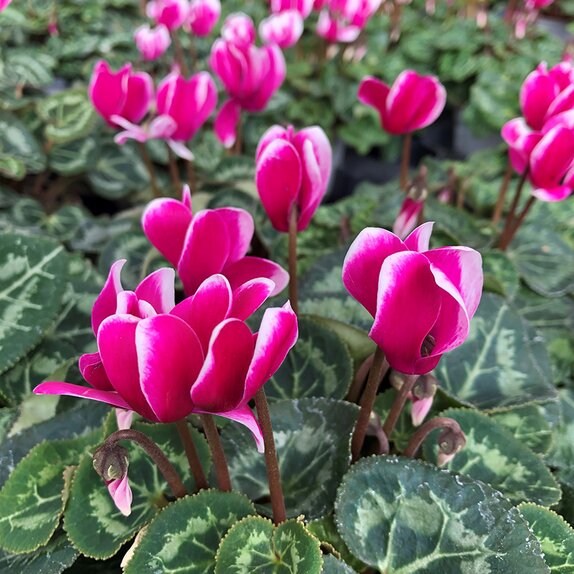 Cyclamen Purple Bicolour 9cm pot