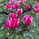 Cyclamen Purple Bicolour 9cm pot
