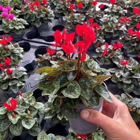 Cyclamen Red 9cm pot