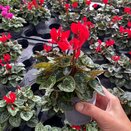 Cyclamen Red 9cm pot