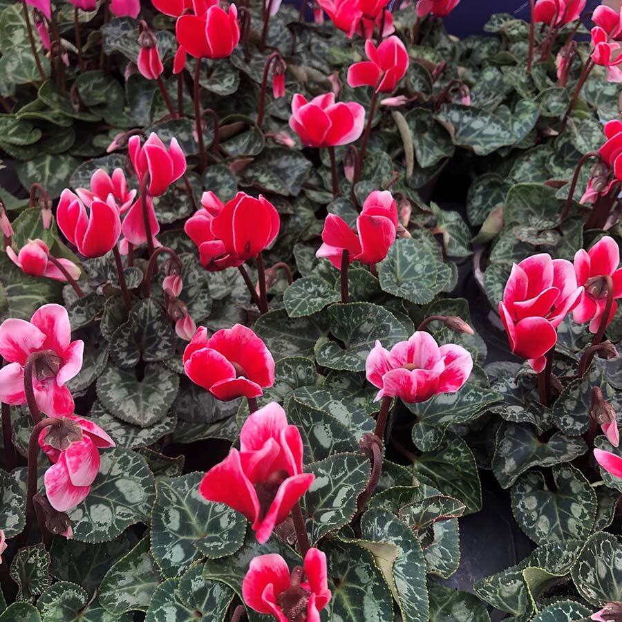 Cyclamen Red Bicolour 9cm pot - Knights Garden Centres