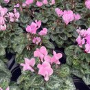 Cyclamen Rose Aquarel 9cm pot
