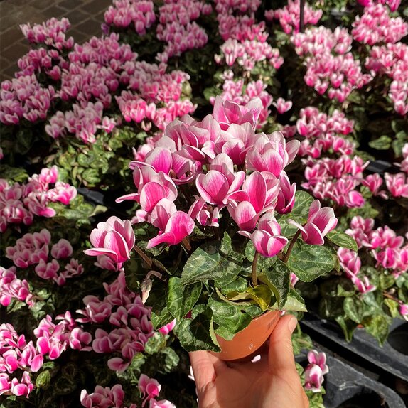 Cyclamen Snowridge Pink 9cm pot