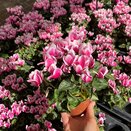 Cyclamen Snowridge Pink 9cm pot