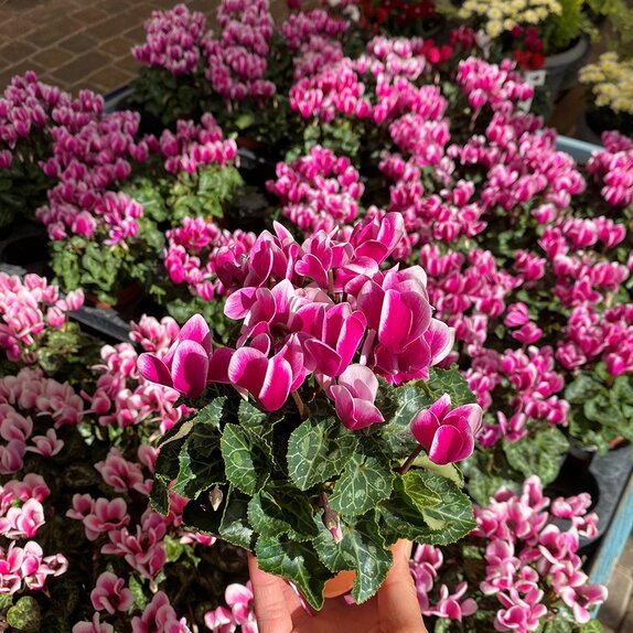 Cyclamen Snowridge Purple 9cm pot