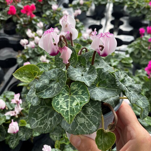 Cyclamen Victoria