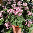 Cyclamen Victoria Premiu white-pink 10.5cm pot