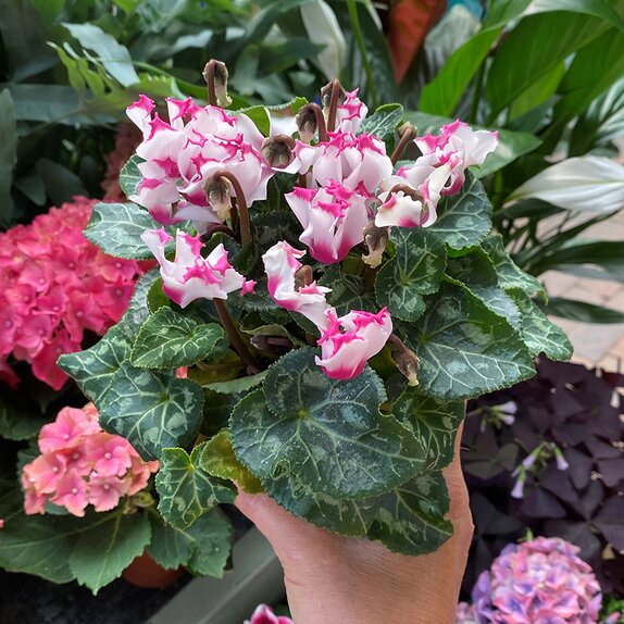 Cyclamen Victoria Premium white-pink 