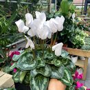 Cyclamen White 1 litre pot