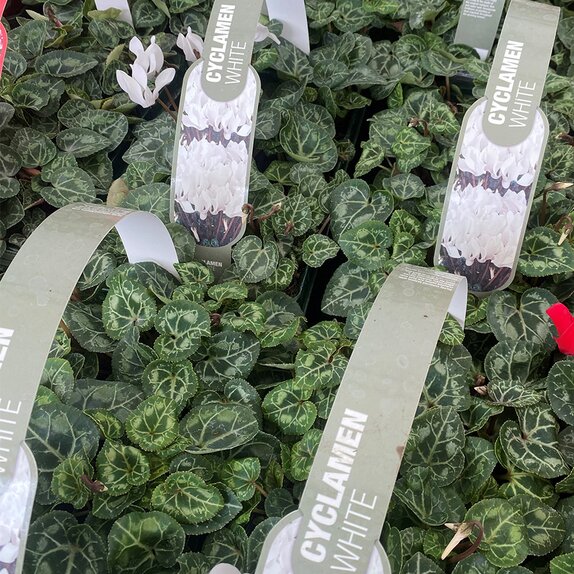 Cyclamen White 6 pack