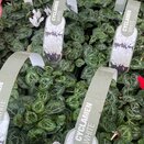 Cyclamen White 6 pack