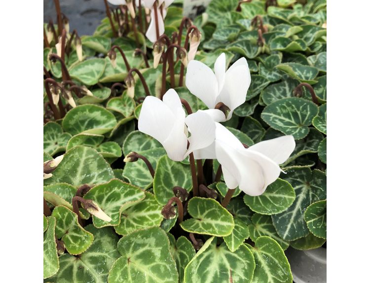 Cyclamen White 9cm pot