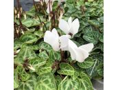 Cyclamen White 9cm pot