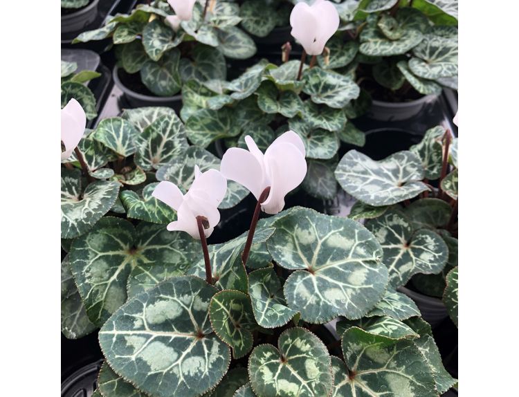 Cyclamen White/Silver Foliage 9cm pot