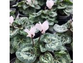 Cyclamen White/Silver Foliage 9cm pot