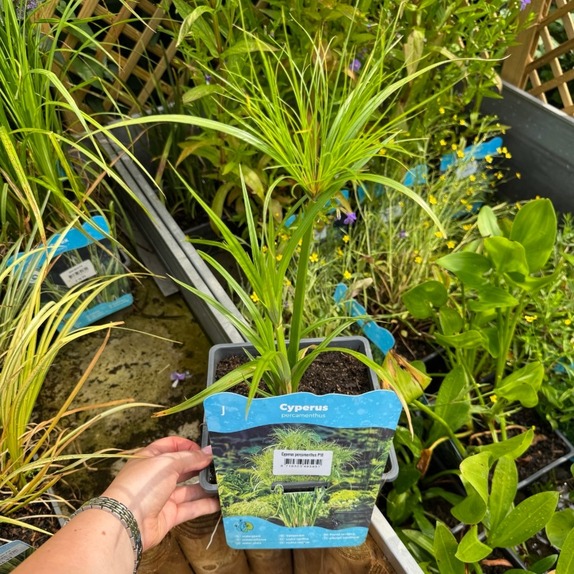 Cyperus Percamenthus