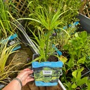 Cyperus Percamenthus