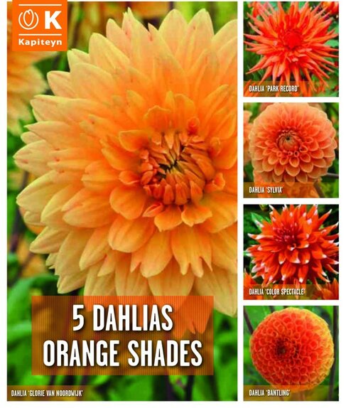 Dahlia 5 Orange Shades