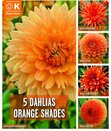 Dahlia 5 Orange Shades