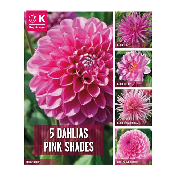Dahlia 5 Pink Shades