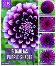 Dahlia 5 Purple Shades