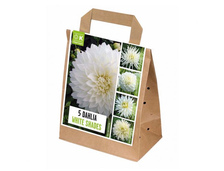 Dahlia 5 White Shades