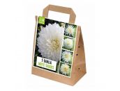 Dahlia 5 White Shades