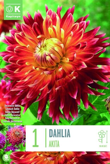 Dahlia Akita