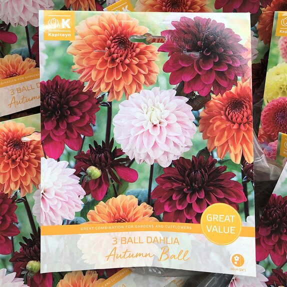 Dahlia Autumn Ball Great Value Pack