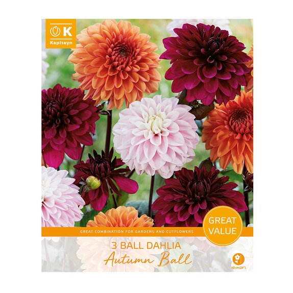 Dahlia Autumn Ball Great Value Pack