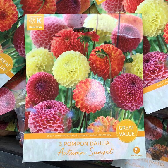 Dahlia Autumn Sunset Great Value Pack