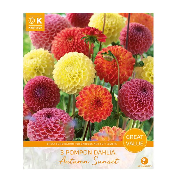 Dahlia Autumn Sunset Great Value Pack