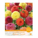 Dahlia Autumn Sunset Great Value Pack