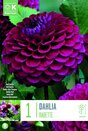 Dahlia Babette