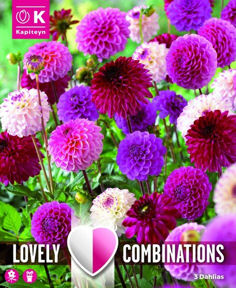 Dahlia Ball Lovely Combinations Pink and Purple
