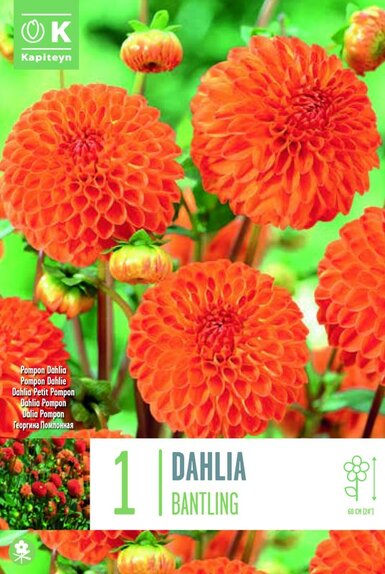 Dahlia Bantling