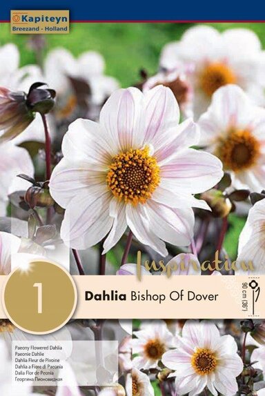 Dahlia Bishop of Dover