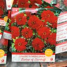 Dahlia Bishop Of Llandaff Great Value Pack