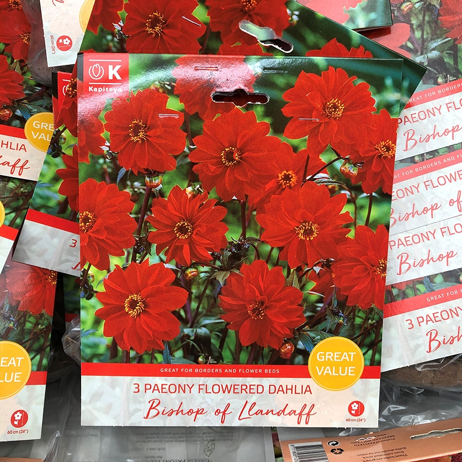 Dahlia Of Llandaff Great Value Pack Knights Garden Centres