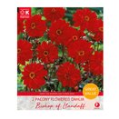 Dahlia Bishop Of Llandaff Great Value Pack