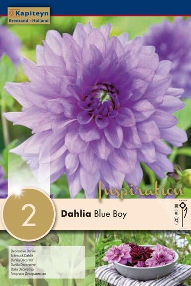 Dahlia Blue Boy