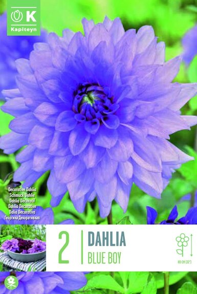 Dahlia Blue Boy