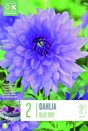 Dahlia Blue Boy