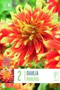 Dahlia Bodacious