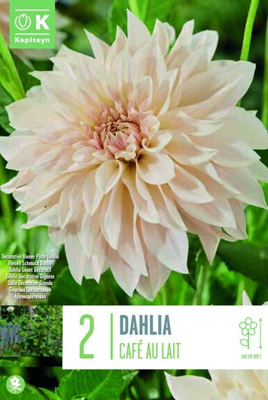 Dahlia Cafe Au Lait