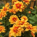 Dahlia Candy