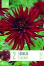 Dahlia Chat Noir